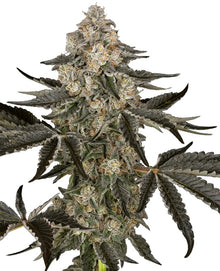 Sensi Seeds - Sauvignon Blanc Automatic - 3 Samen