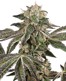 Sensi Seeds - Runtz Automatic - 5 Samen