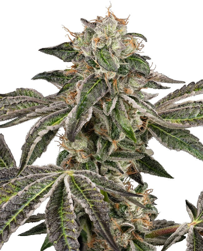 Sensi Seeds - Runtz Automatic - 10 Samen