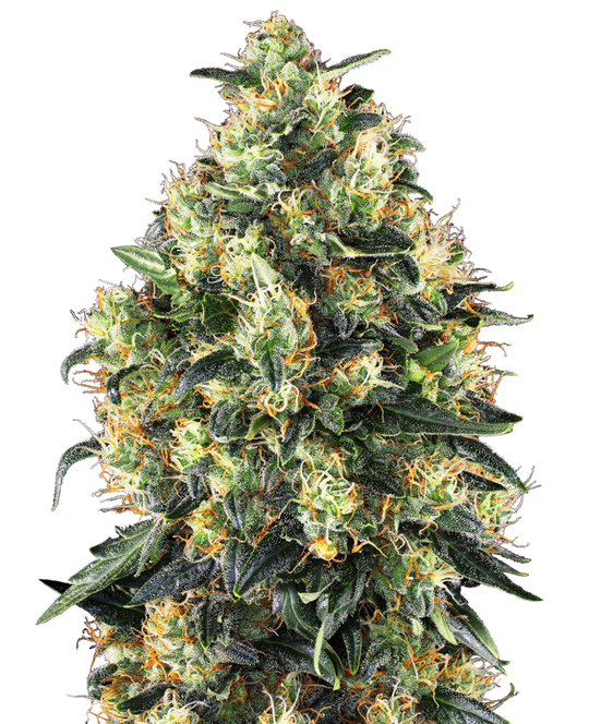 Sensi Seeds Hanfsamen Super Skunk Automatic® Feminisiert, 3 Stk