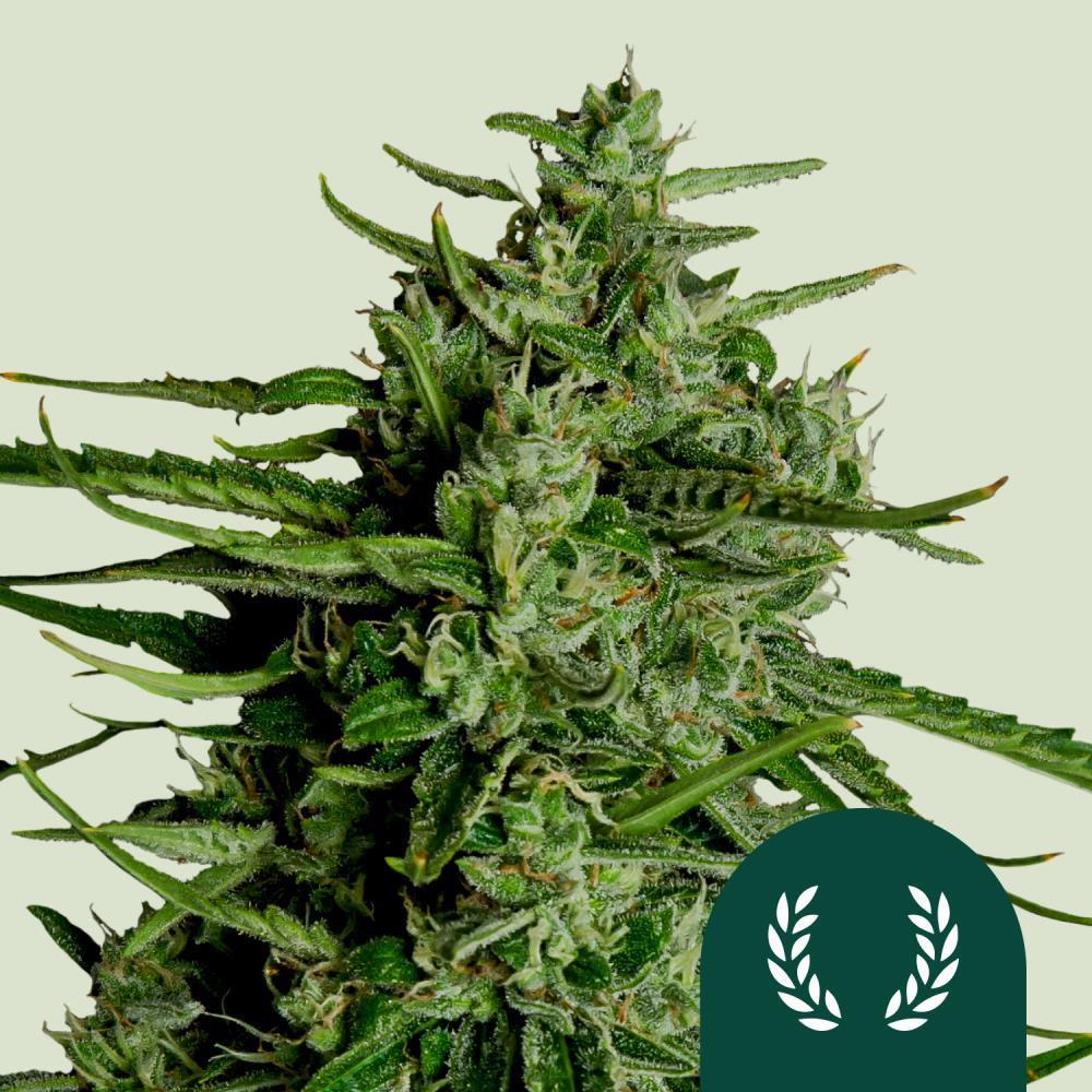 Royal Queen Seeds Hanfsamen Titan F1 Auto