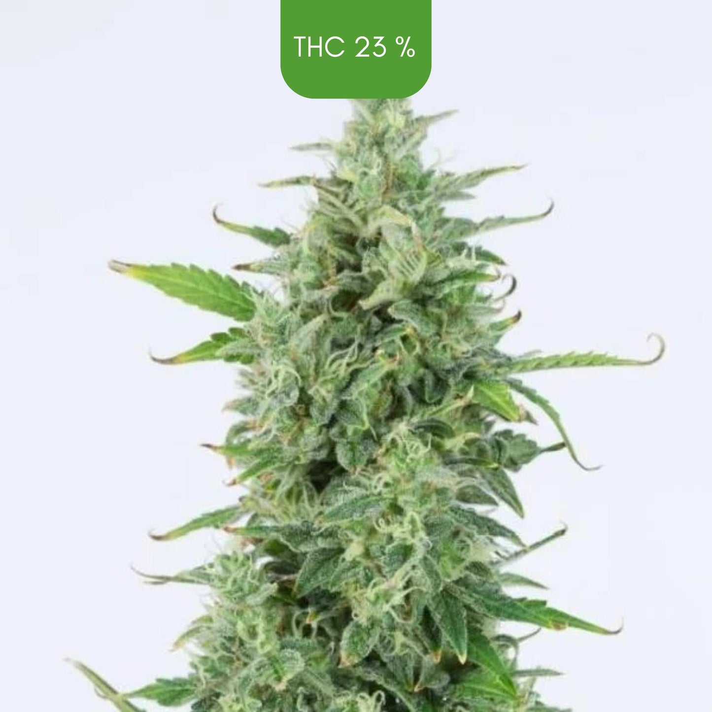 OG Kush- Autoflowering
