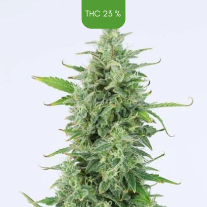 OG Kush- Autoflowering