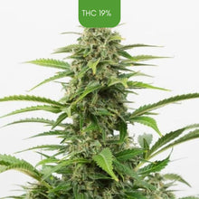 Critical+ Autoflowering - Feminized Cannabis Seeds