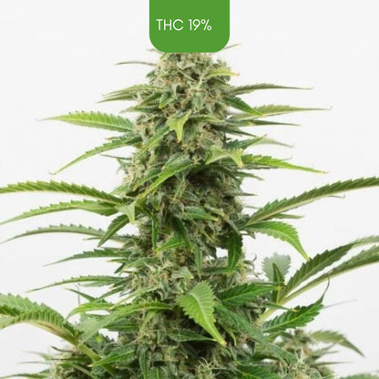 Critical+ Autoflowering - Feminized Cannabis Seeds