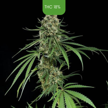 Critical Impact