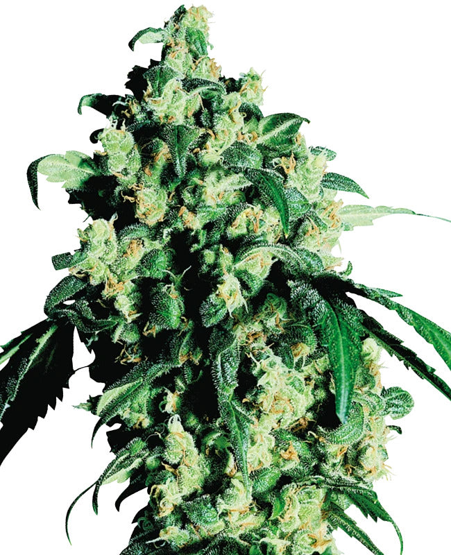 Super Skunk - Autoflowering