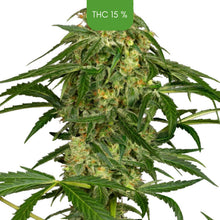 Zkittlez – Autoflowering