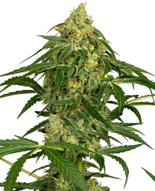 Zkittlez - Autoflowering