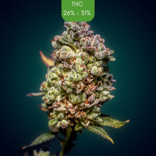 Cookies - Ultra Genetics - Feminized Cannabis Seeds