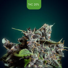 Purple Banana  - Feminized Cannabis Seeds