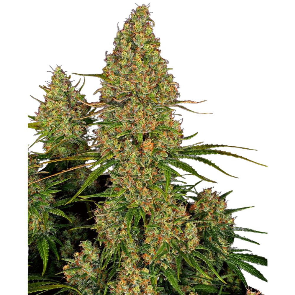 Sensi Seeds - Sticky Orange XXL Automatic - 3 Samen