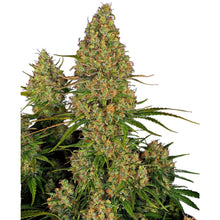 Sensi Seeds - Sticky Orange XXL Automatic - 3 Samen