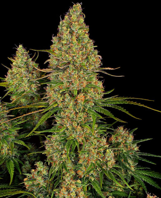 Sensi Seeds - Sticky Orange XXL Automatic - 3 Samen