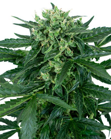 Sensi Seeds - Sensi Amnesia Automatic - 10 Samen