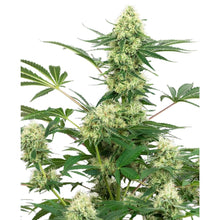 Sensi Seeds - Wedding Cheesecake feminisiert - 3 Samen
