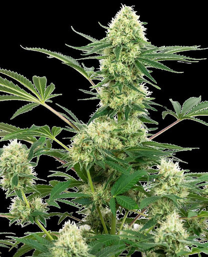 Sensi Seeds - Wedding Cheesecake feminisiert - 3 Samen