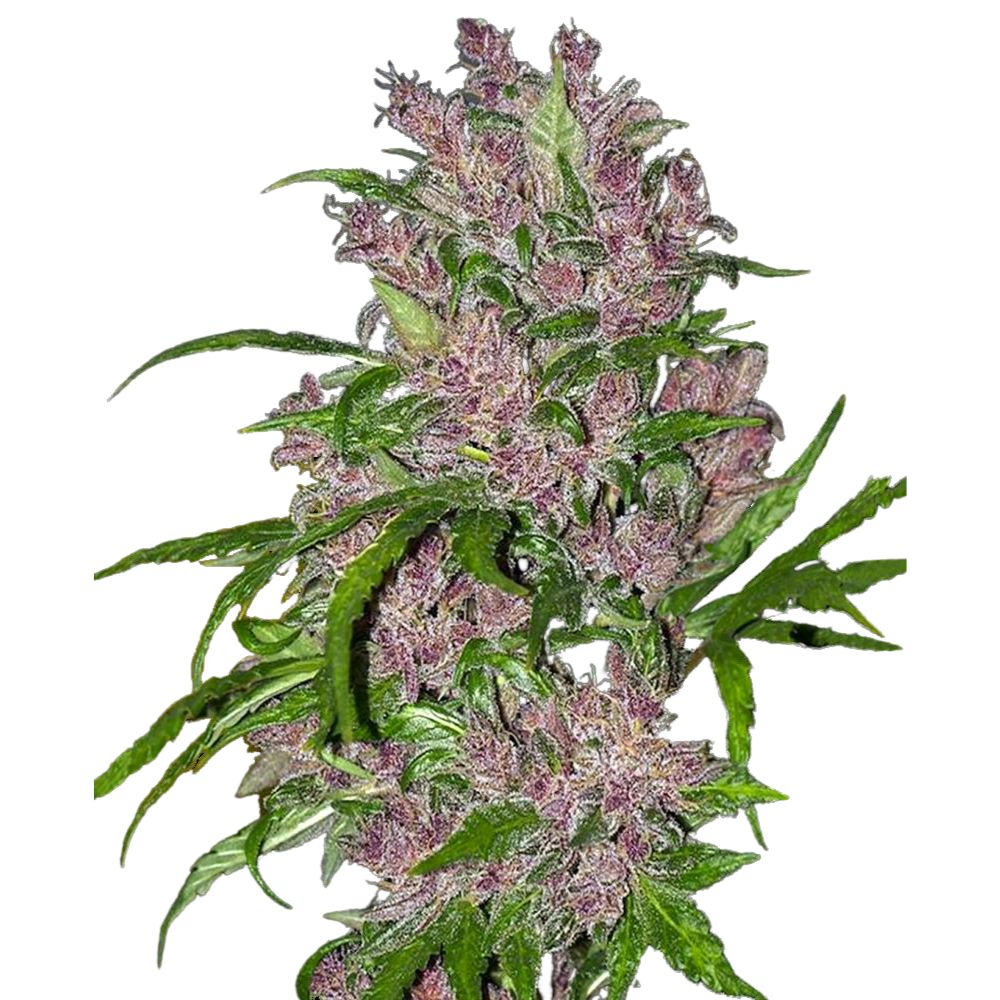 Sensi Seeds - Purple Bud Automatic - 3 Samen
