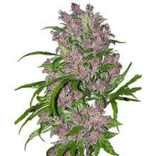 Sensi Seeds - Purple Bud Automatic - 3 Samen