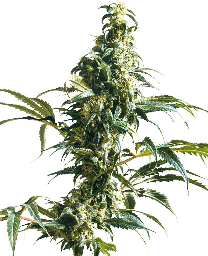 Sensi Seeds Hanfsamen Mexican Sativa® Feminisiert, 3 Stk