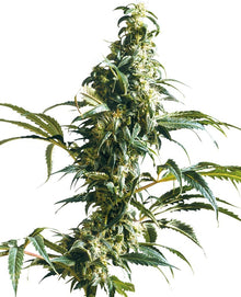 Sensi Seeds Hanfsamen Mexican Sativa® Feminisiert, 3 Stk