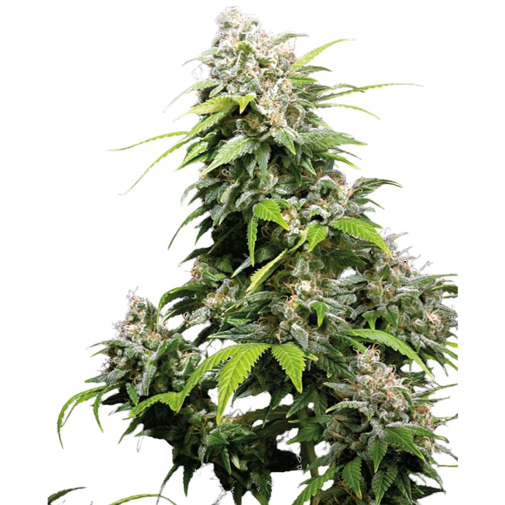 Sensi Seeds - California Indica feminisiert - 3 Samen
