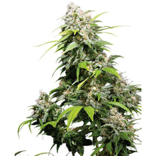Sensi Seeds - California Indica feminisiert - 3 Samen