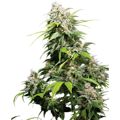 Sensi Seeds - California Indica feminisiert - 3 Samen