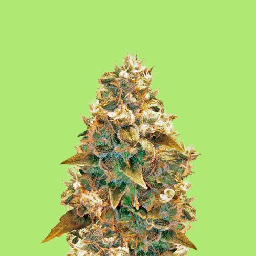 Cannabis Samen Pflanze