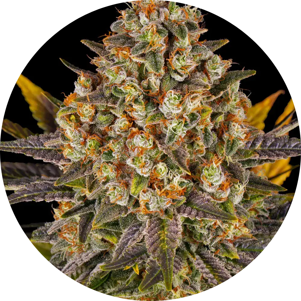 Barney's Farm - 3 Samen Fem