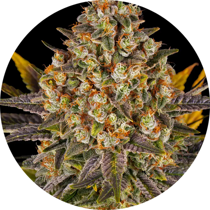 Barney's Farm - 3 Samen Fem