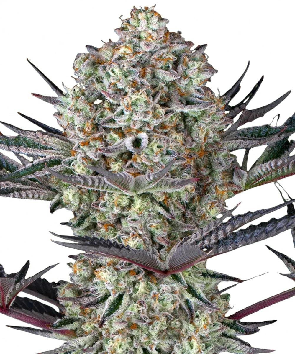Barney's Farm - 3 seeds packs