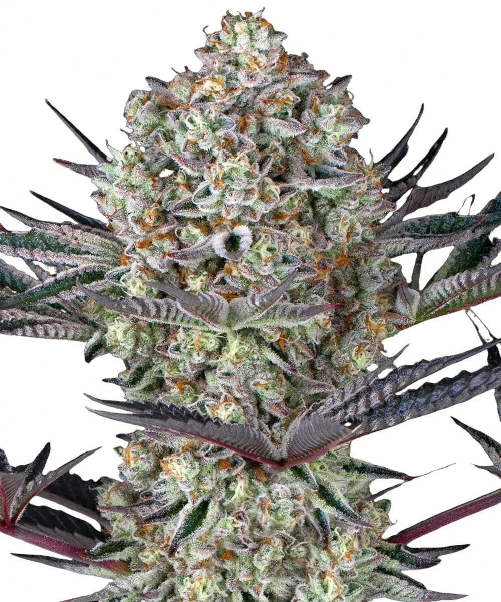 Barney's Farm - 3 seeds packs