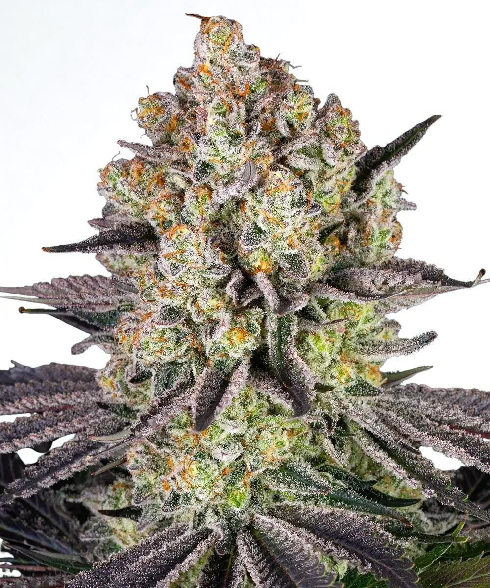 Barney's Farm - 3 seeds packs