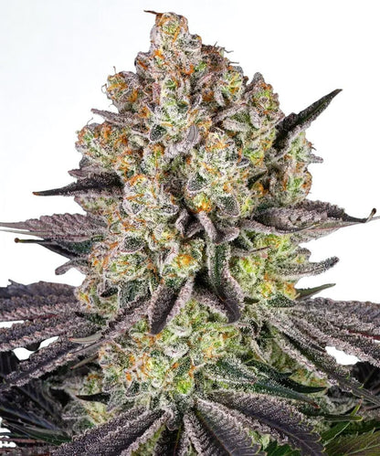 Barney's Farm - 3 seeds packs