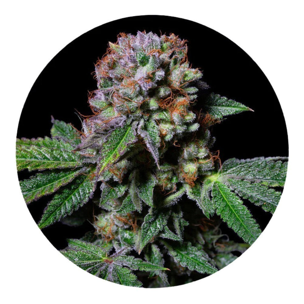 Pure Instinto Samen feminisiert Aca-Dos Delight 30% THC 3 Samen