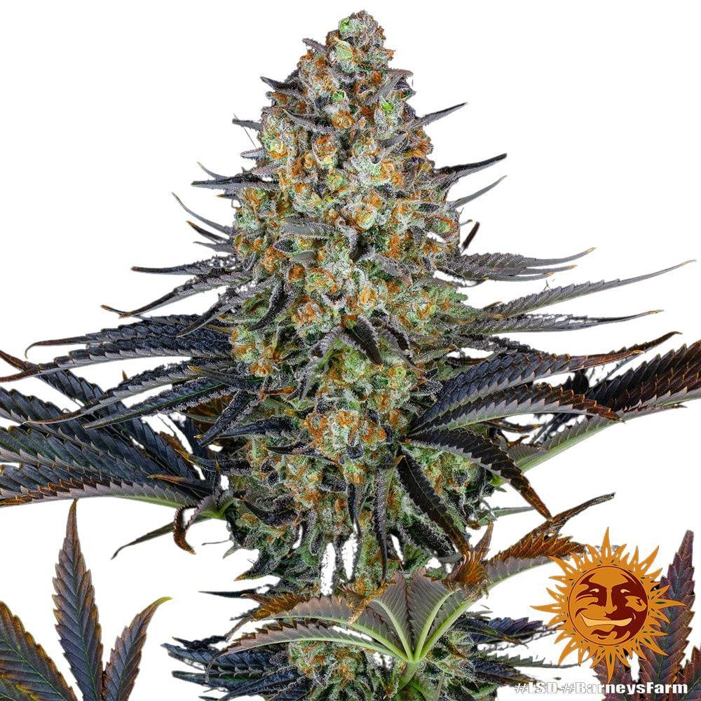 Barney's Farm - 3 seeds packs