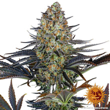 Barney's Farm - 3 seeds packs