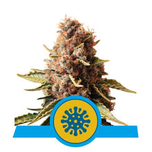 Royal Queen Seeds Samen CBD Euphoria feminisiert (3 Samen)