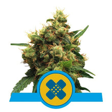 Royal Queen Seeds Samen CBD Painkiller XL feminisiert (1 Samen)