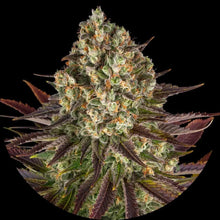 Barney's Farm - 3 seeds packs