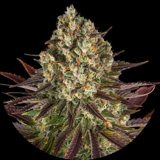Barney's Farm - 3 seeds packs