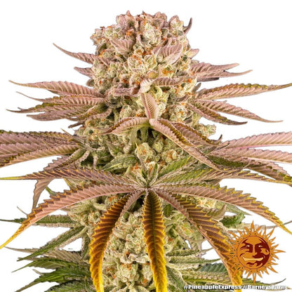 Barney's Farm - 3 Samen Auto