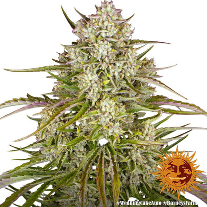 Barney's Farm - 3 Samen Auto