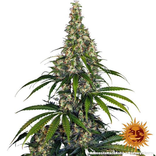 Barney's Farm - 3 Samen Auto