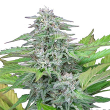 Hempodia Critical Impact - 3 Seeds