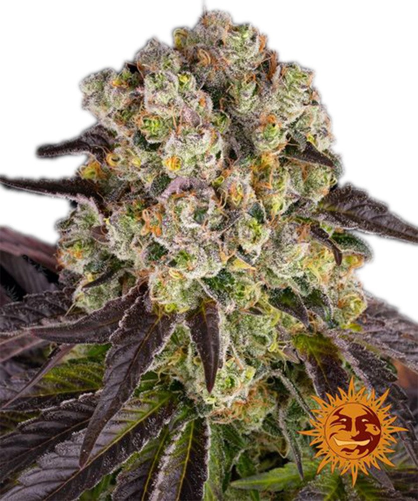 Barney's Farm - 3 seeds packs