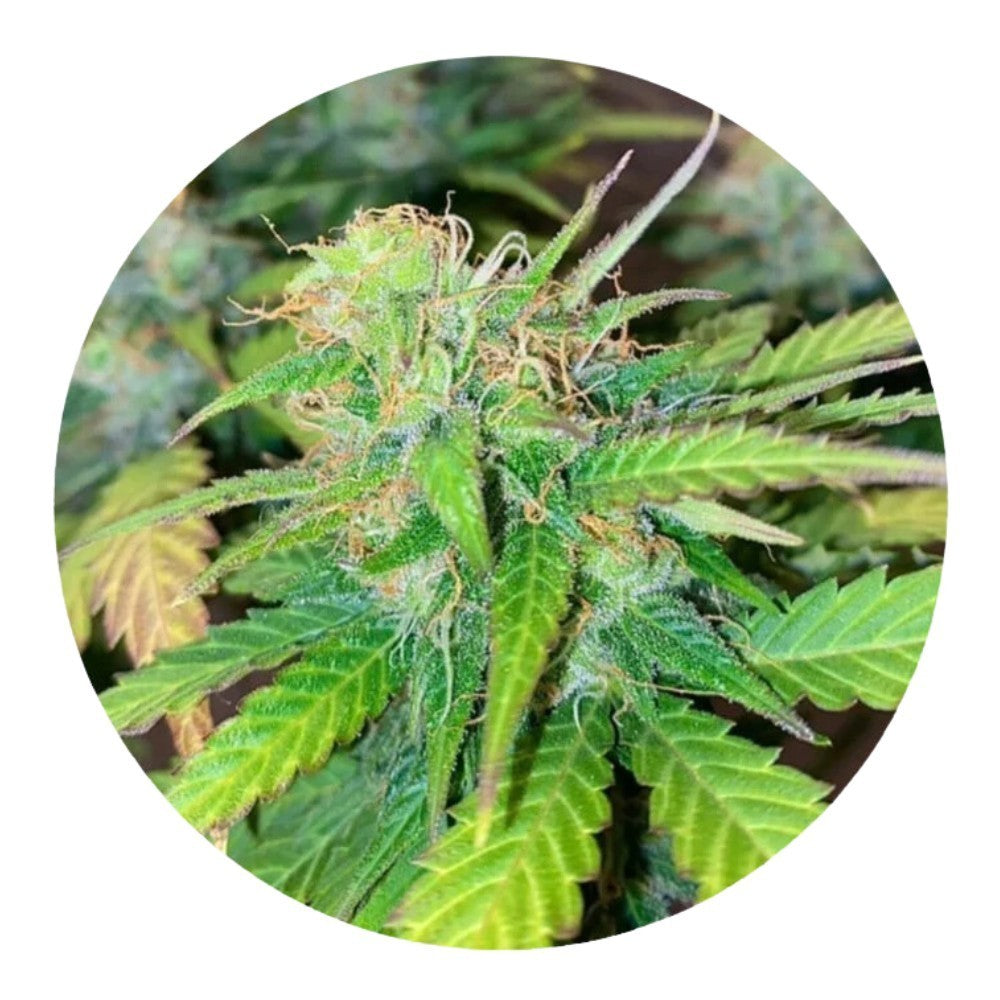 Pure Instinto Samen Autoflowering