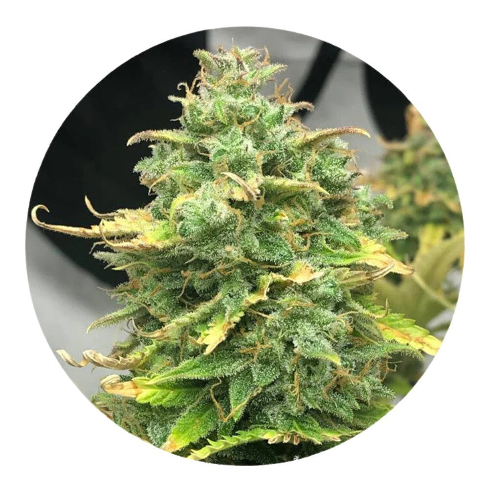 Pure Instinto Samen Autoflowering