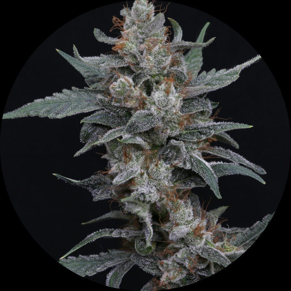 Pure Instinto Samen Autoflowering
